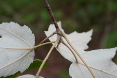 Acer rubrum drummondii