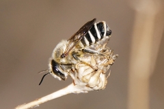 Megachile