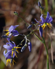 Dianella nervosa