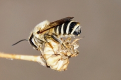 Megachile