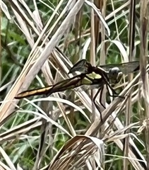 Libellula flavida