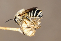Megachile