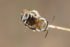 Megachile
