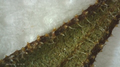 Helianthus resinosus