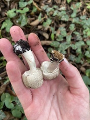 Amanitaceae