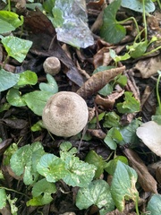 Amanitaceae