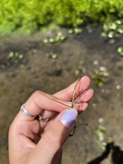 Zannichellia palustris