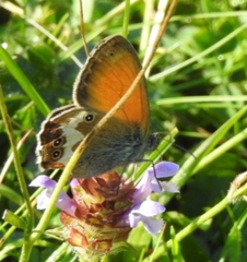 Coenonympha arcania