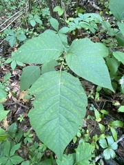 Toxicodendron radicans
