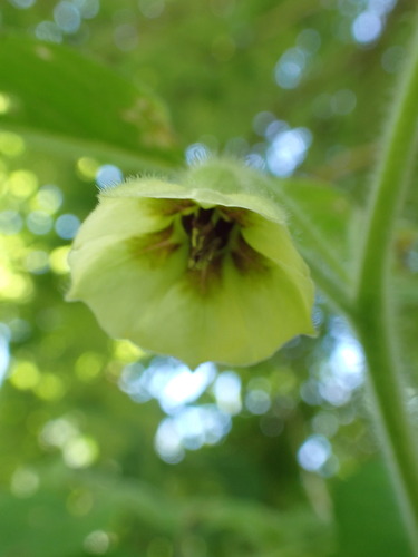 Physalis heterophylla iNat (3)