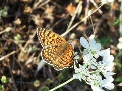 Melitaea phoebe