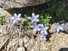 Campanula cenisia