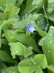 Veronica persica
