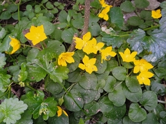 Lysimachia nummularia