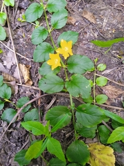 Lysimachia nummularia