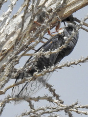 Cornuplura nigroalbata