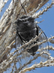 Cornuplura nigroalbata