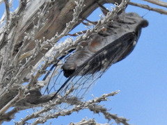 Cornuplura nigroalbata