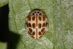 Psyllobora decipiens