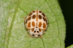 Psyllobora decipiens