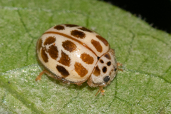 Psyllobora decipiens