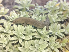 Cryptactites peringueyi