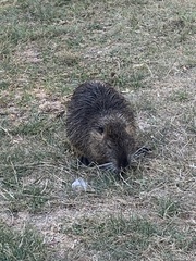 Myocastor coypus