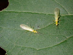 Alloperla