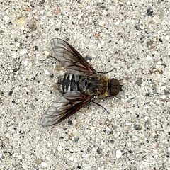 Chrysanthrax vanus