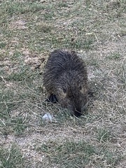 Myocastor coypus