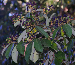 Cryptocarya vulgaris