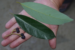 Cryptocarya vulgaris