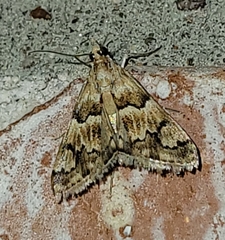 Noctueliopsis brunnealis