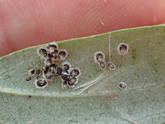 Aleurocanthus spiniferus