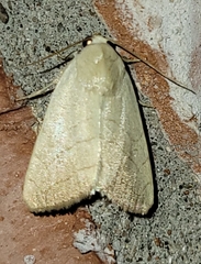 Bagisara buxea
