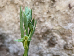 Platanthera zothecina