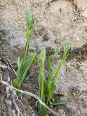 Platanthera zothecina