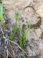 Platanthera zothecina