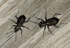 Cicindela tenuisignata
