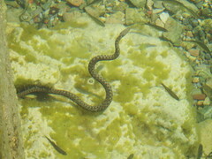Natrix tessellata