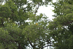 Icterus nigrogularis