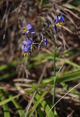Dianella nervosa