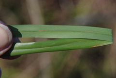 Dianella nervosa