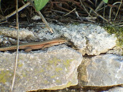 Podarcis muralis