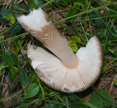 Amanita submembranacea