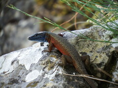 Algyroides nigropunctatus