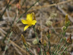 Hypericum triquetrifolium
