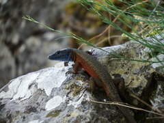 Algyroides nigropunctatus