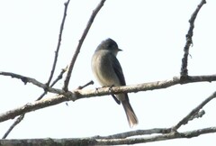 Contopus cinereus
