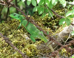 Lacerta trilineata